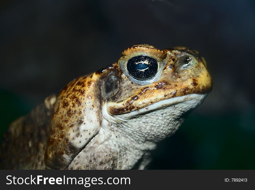 The face of biggest toad closeup shot. The face of biggest toad closeup shot