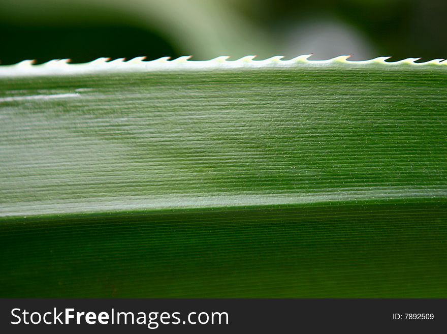 Leaf Aloe Vera. Background.