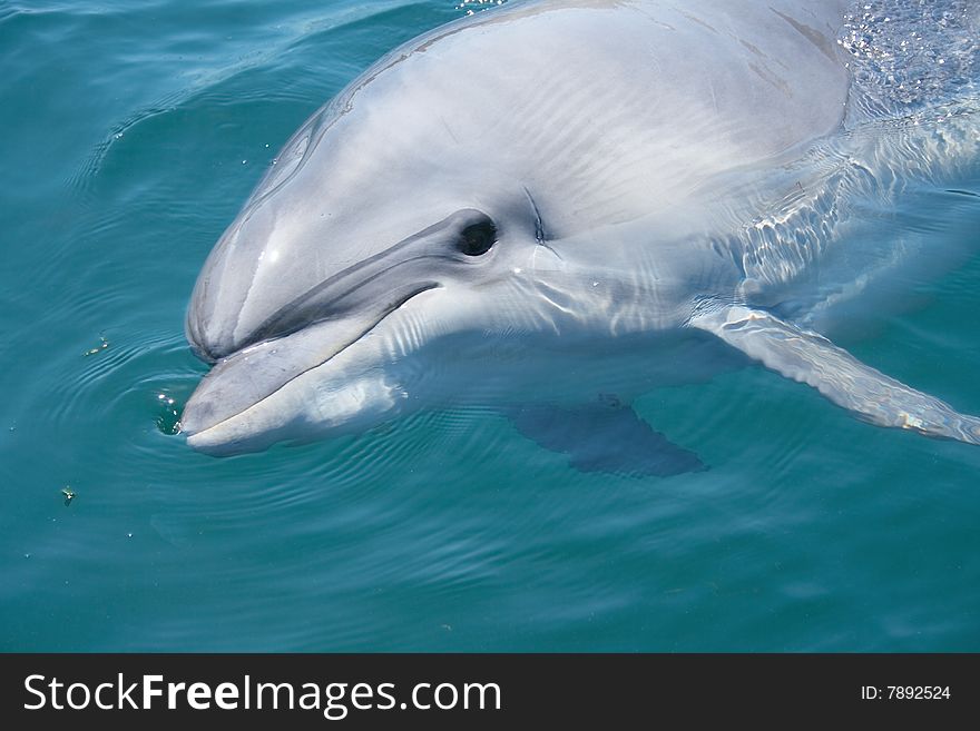 Bottlenosed dolphin looking at you from water closeup shot. Bottlenosed dolphin looking at you from water closeup shot