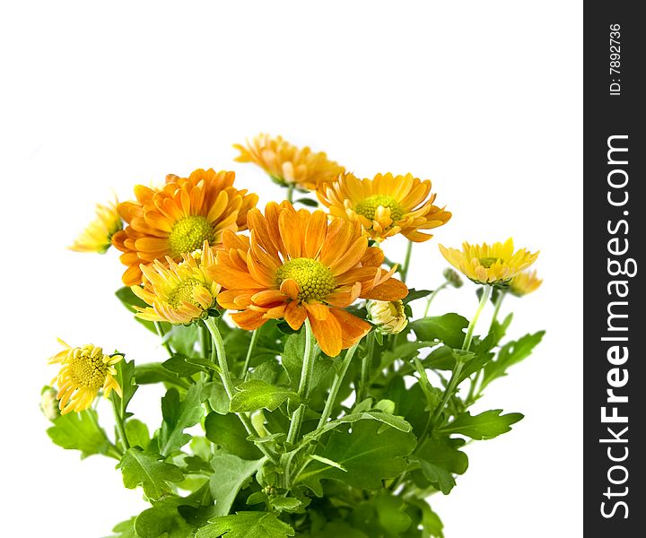 Yellow Chrysanthemum Bouquet Isolated On White