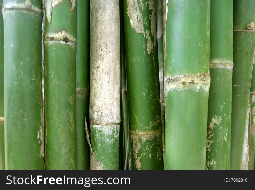 Bamboo Trees. Background