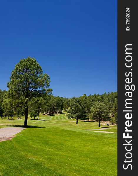 An image of large lush trees spread throughout an Arizona golf course. An image of large lush trees spread throughout an Arizona golf course