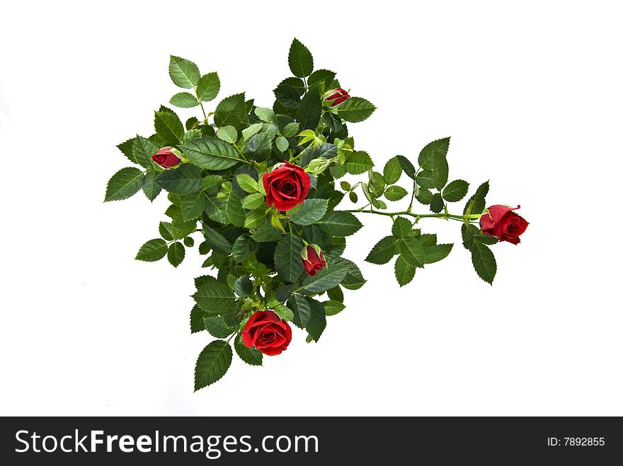 Red Roses Bouquet Isolated On White