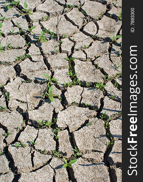 Green plant growing trough dead ground. Green plant growing trough dead ground