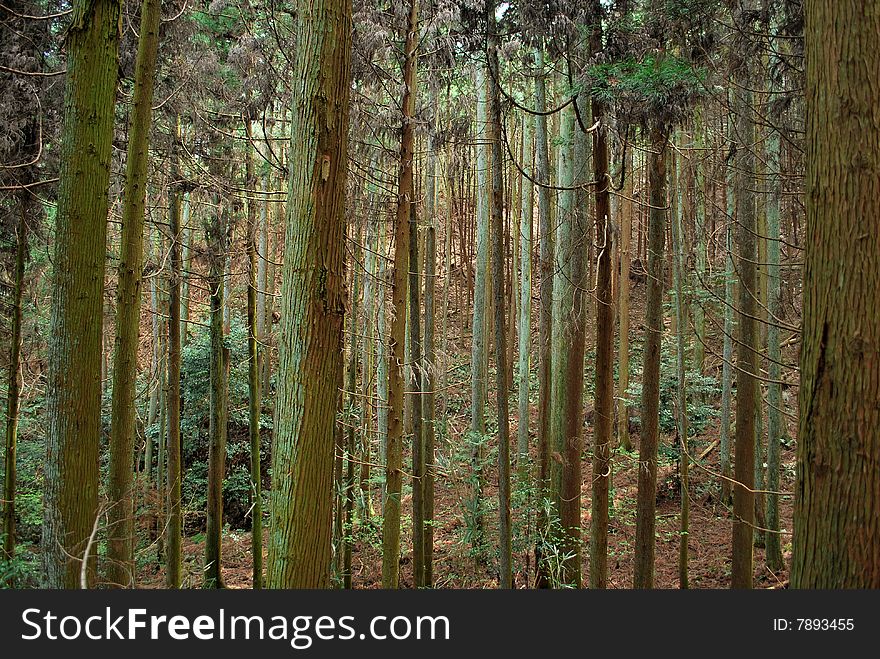 Dense forest of fig trees