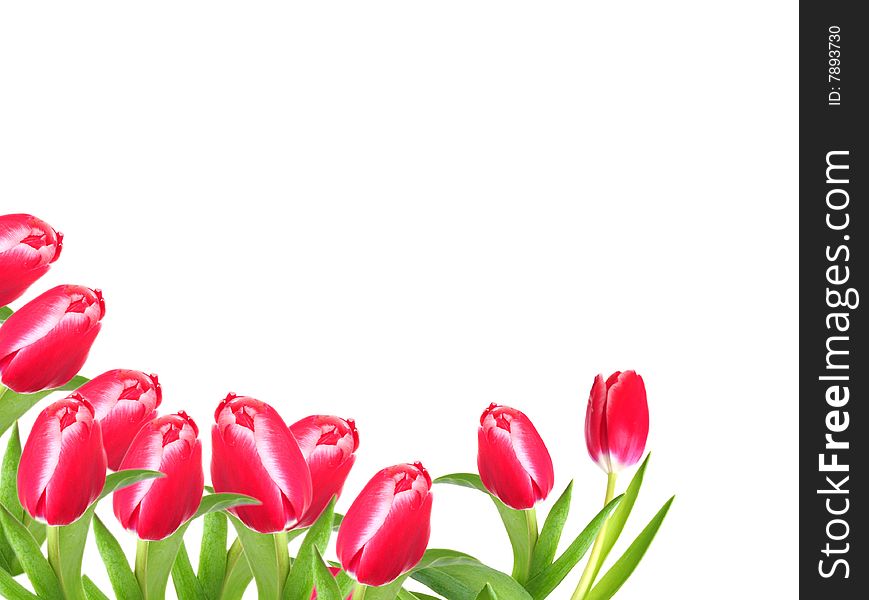 Shot of some pretty tulips on white with room for text. Shot of some pretty tulips on white with room for text