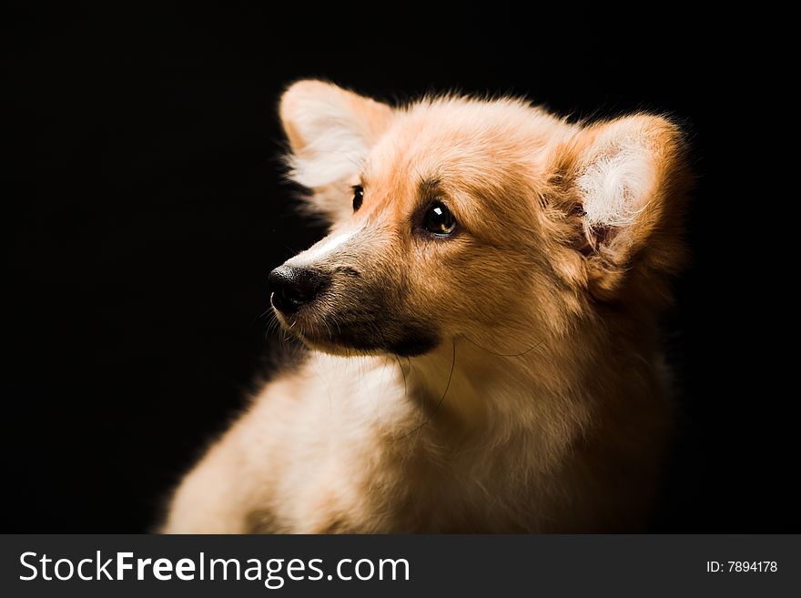 Puppy Welsh Corgi sitting in front of a black  background