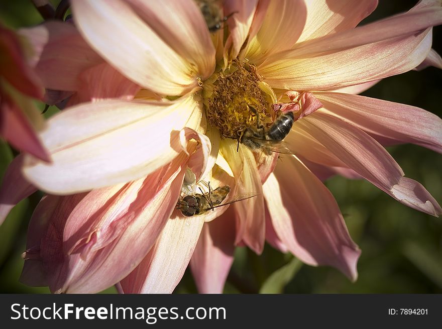 Two bees working on flower.