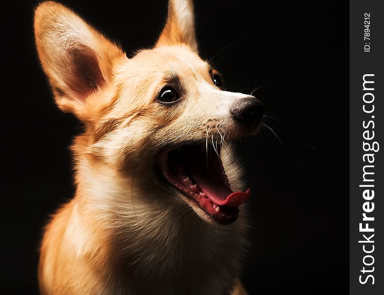 Puppy Welsh Corgi sitting in front of a black  background