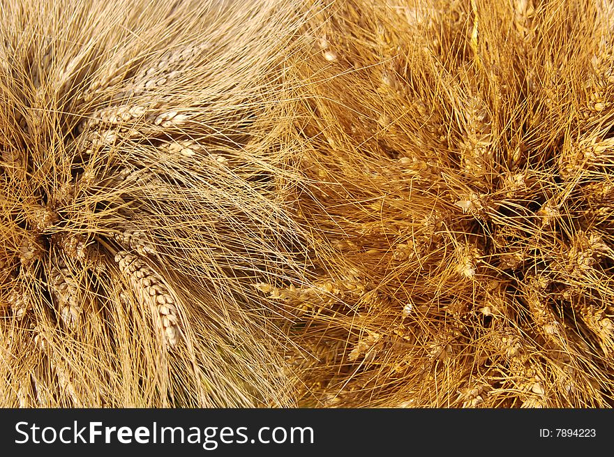 Yellow wheat ears