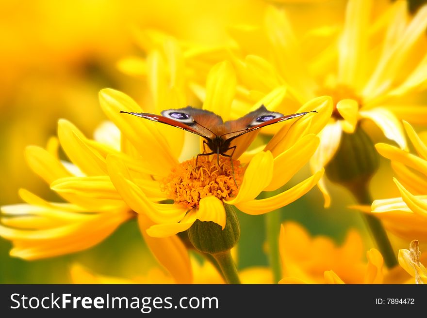 Butterly Admiral, on yellow flowers. Butterly Admiral, on yellow flowers