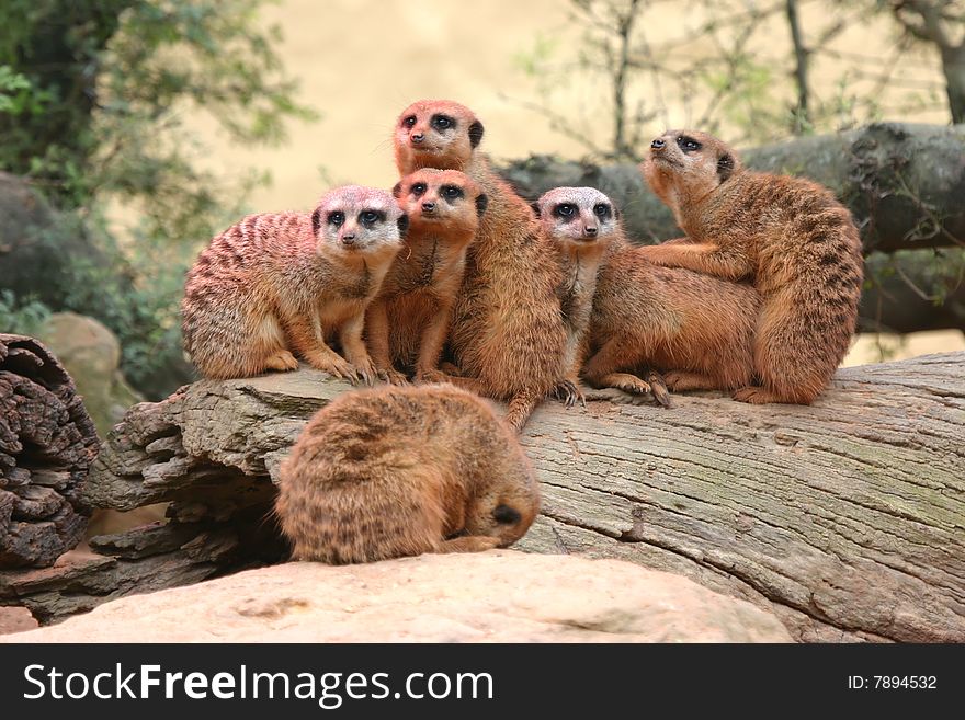 Here we are, an entire Meerkat Family posing for all to see. Here we are, an entire Meerkat Family posing for all to see