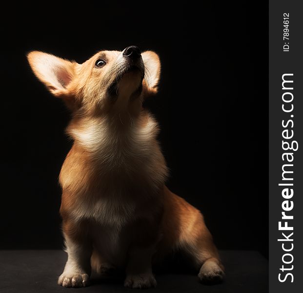 Puppy Welsh Corgi sitting in front of a black  background