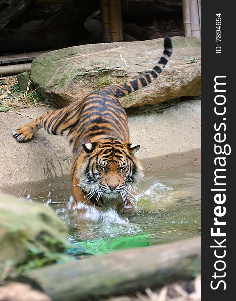 Tiger Swimming & Eyes Wide Shut