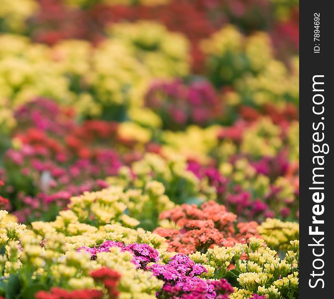 A field full of colorful flowers as far as the eye can see. A field full of colorful flowers as far as the eye can see