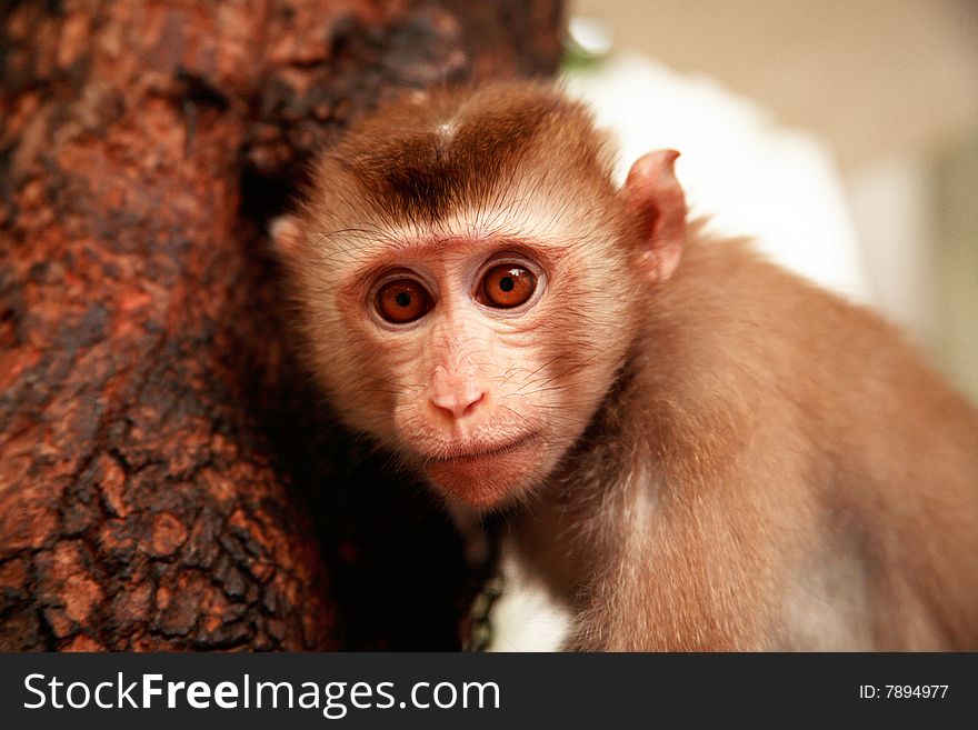 Monkey from asia staring at camera with huge eyes