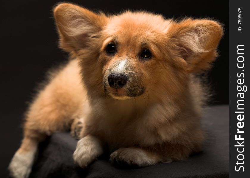 Puppy Welsh Corgi sitting in front of a black  background