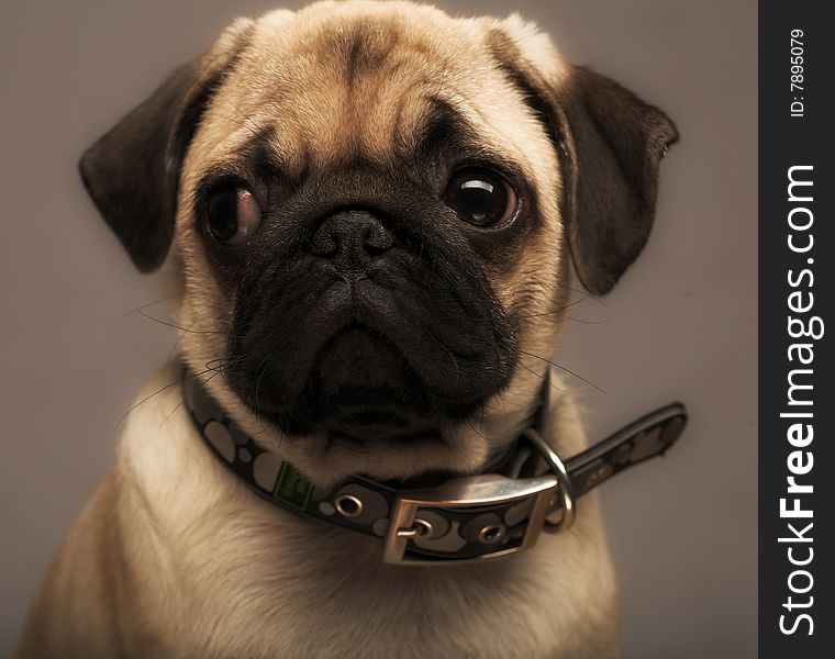 Puppy little pug. Studio shot. Puppy little pug. Studio shot.