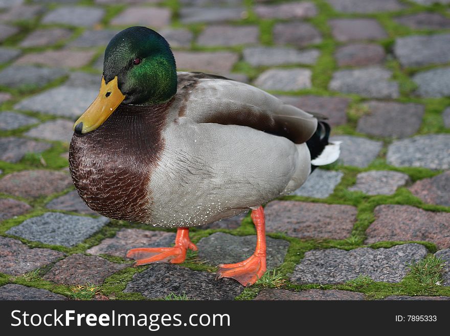 Duck on duck-board