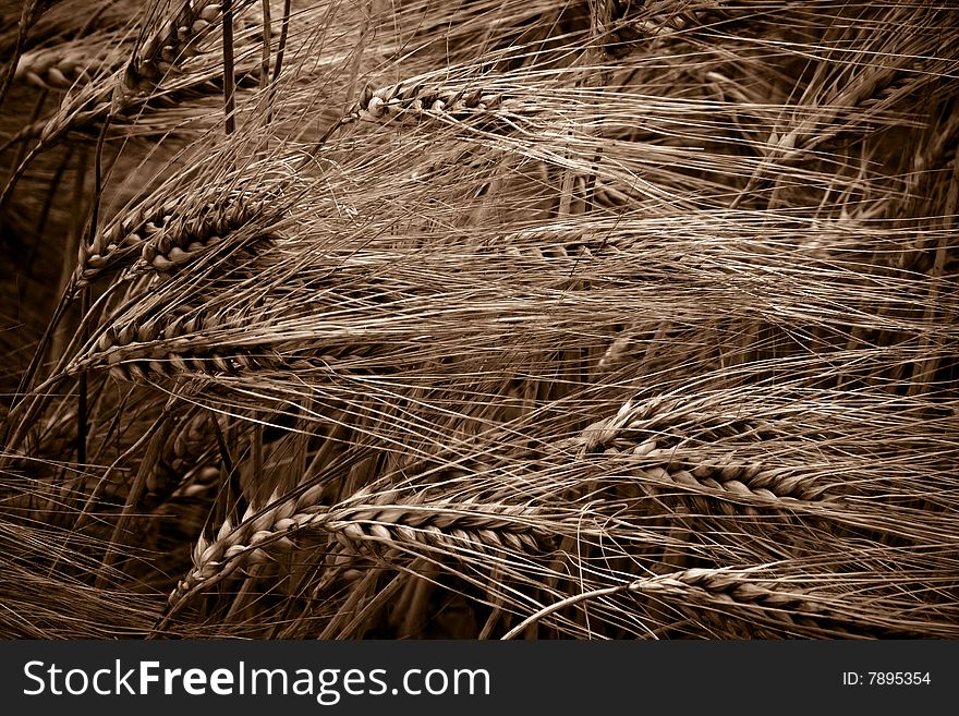 Vintage picture of a wheat field