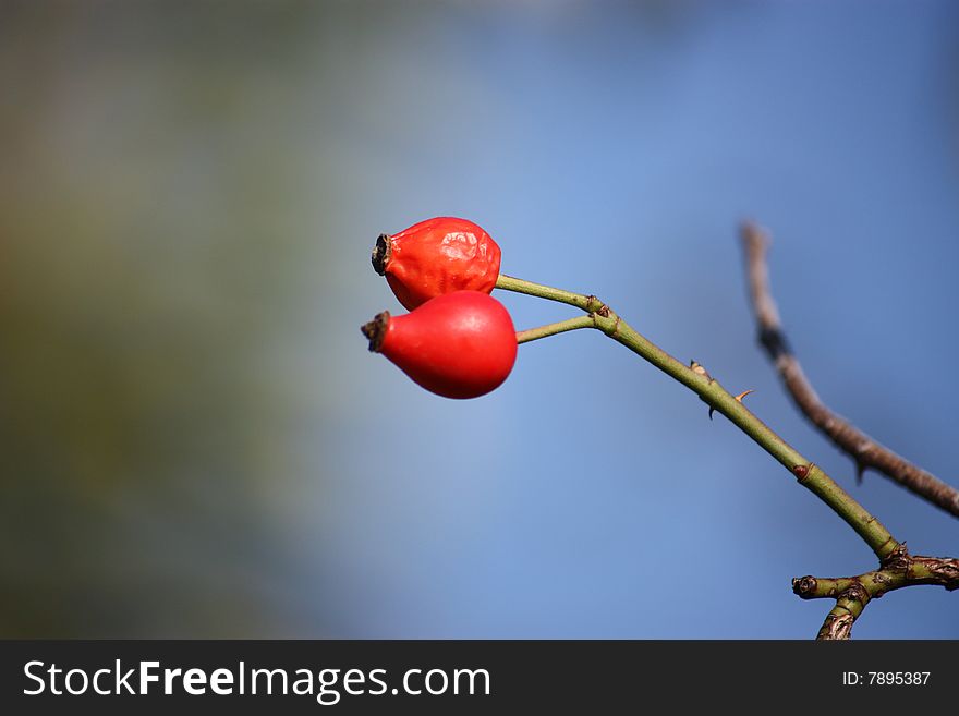 Detail of Rose hip, Rosa canina