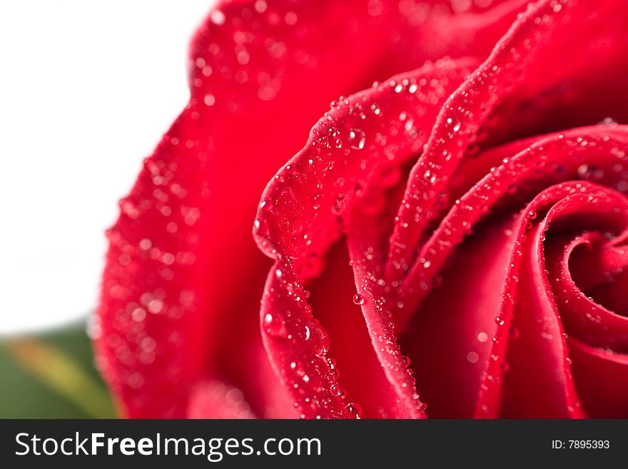 Beautiful red rose with water droplets