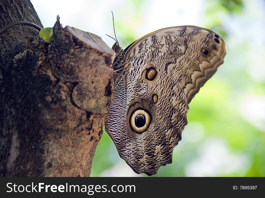 Beautiful Caligo eurilochus Owl butterflies on tree. its a butterfly from the Nymphalidae family and subfamily morphina. They are found in the rainforests and secondary forests of Mexico, Central and South America