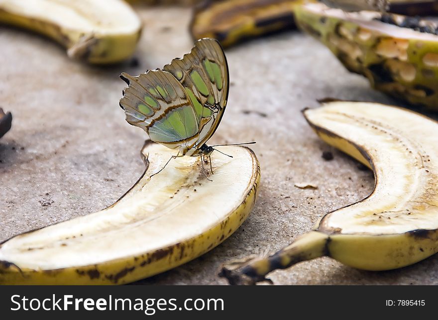 Beautiful monarch buttery on banana. Beautiful monarch buttery on banana