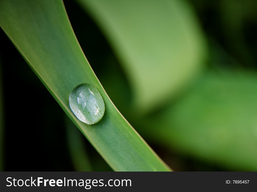 A water drop on grass