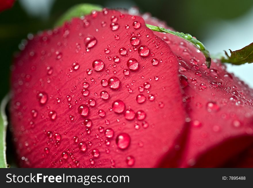 Beautiful red rose with water droplets.