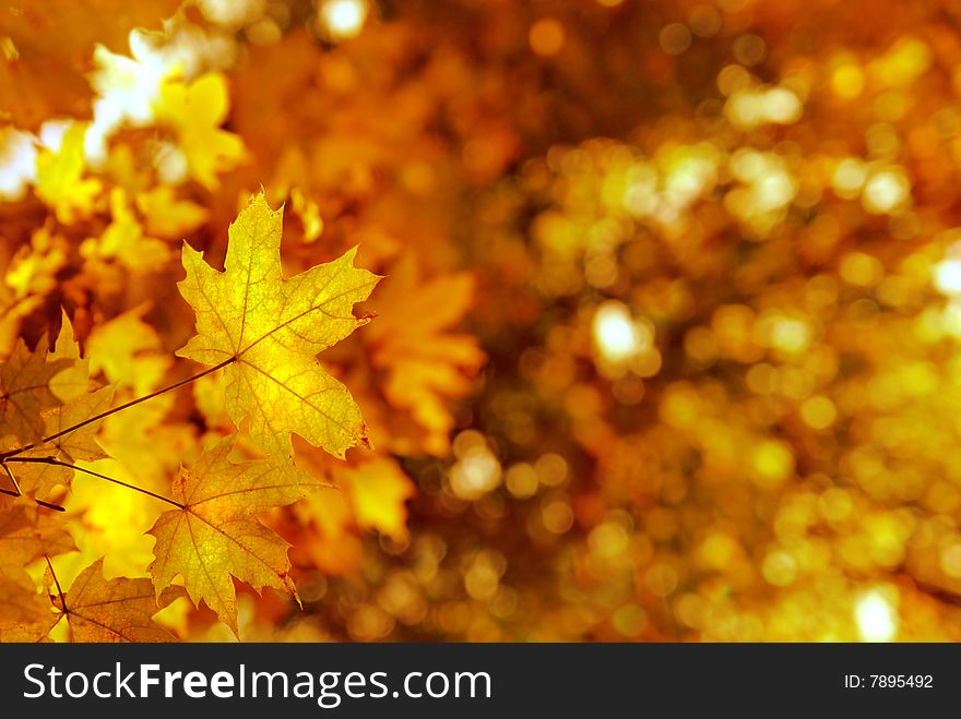 Autumn Yellows Leaves