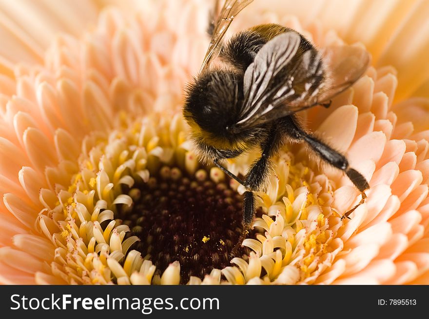 A Bumble-bee Collects Pollen On