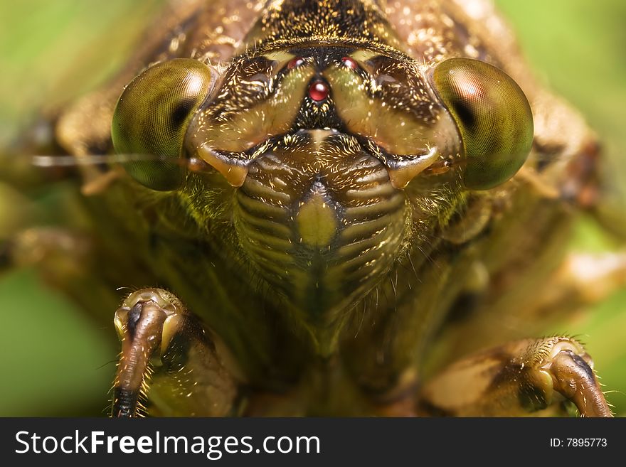 Cicadas close up face portrait. Cicadas close up face portrait