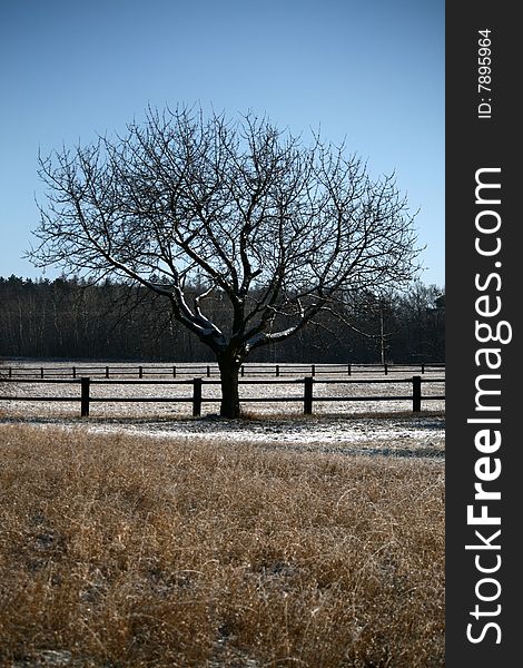 Single Winter Tree