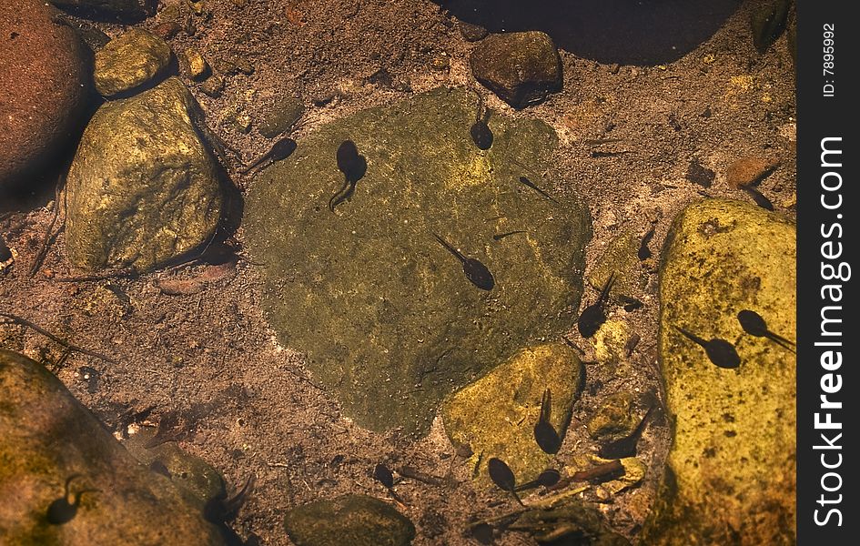 A close-up of tadpoles and baby fish swimming in a clear New Jersey stream.