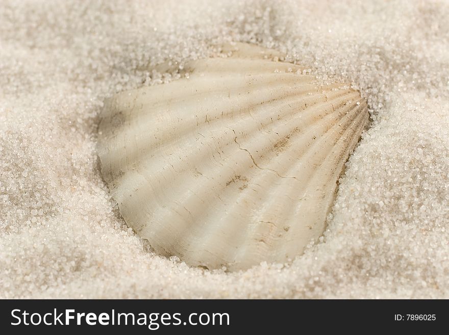 Closeup of a seashell on the white sand