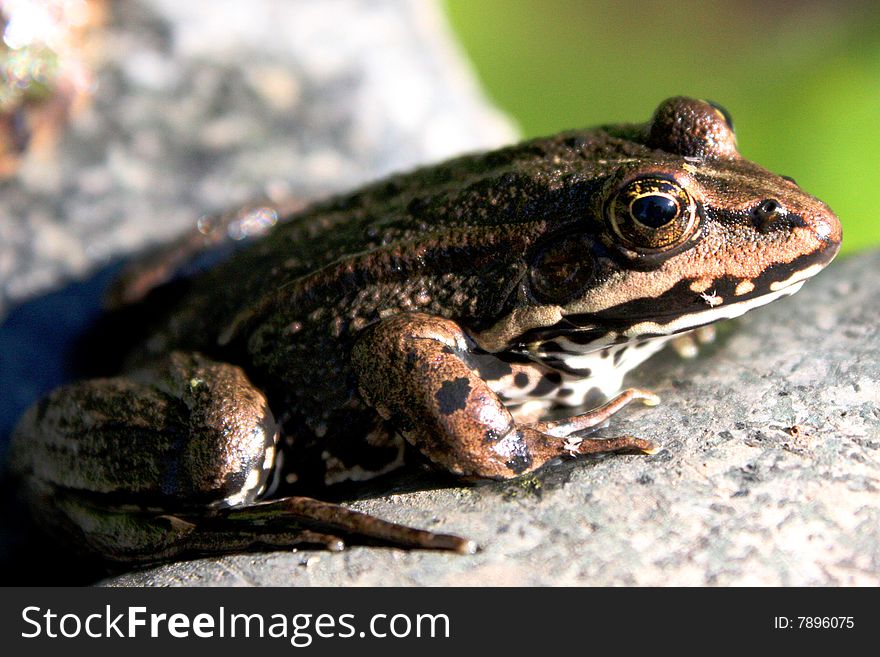 One nice frog sitting on a stone. One nice frog sitting on a stone