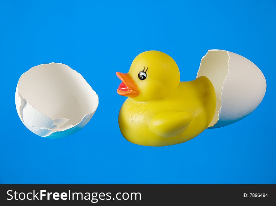 Rubber duck in broken eggshell