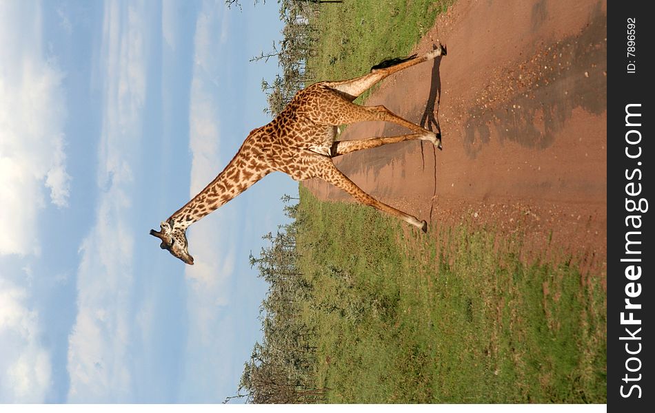 A giraffe crossing a dirt road