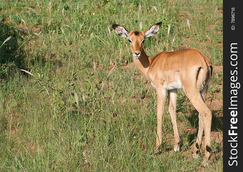 A female Impala--an African antelope