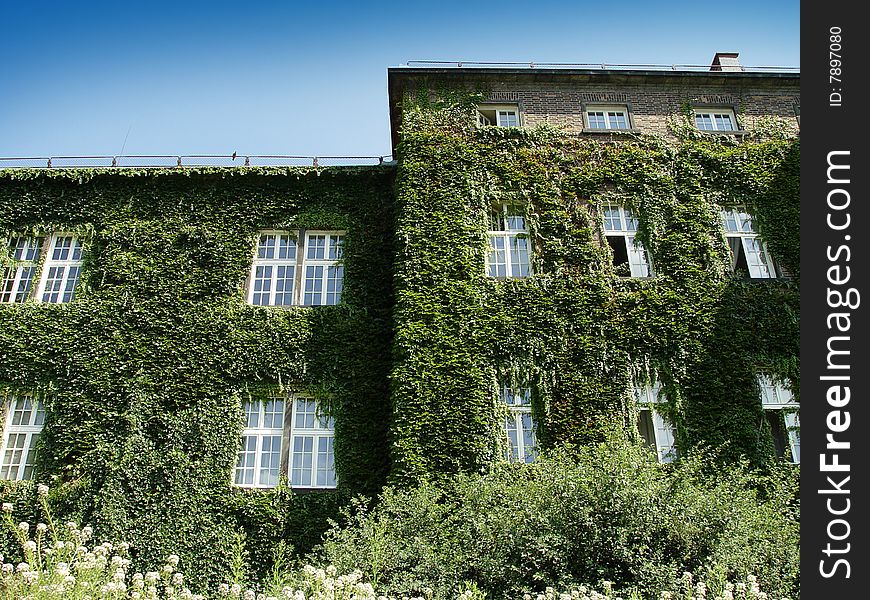 Facade of hotel in Krakov, covered an ivy. Facade of hotel in Krakov, covered an ivy