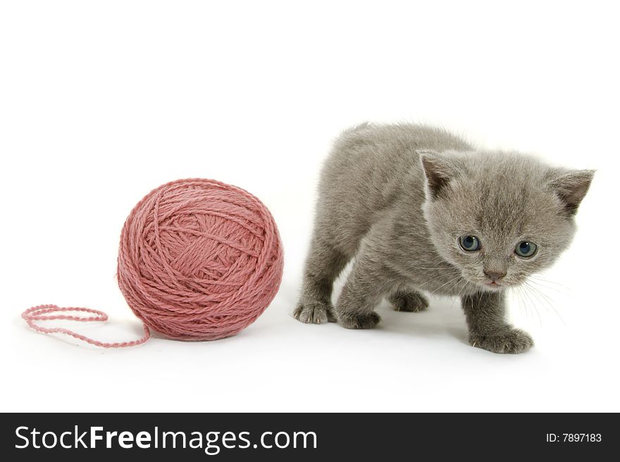 Small funny kitten and clew of thread . Isolated on white background. Small funny kitten and clew of thread . Isolated on white background