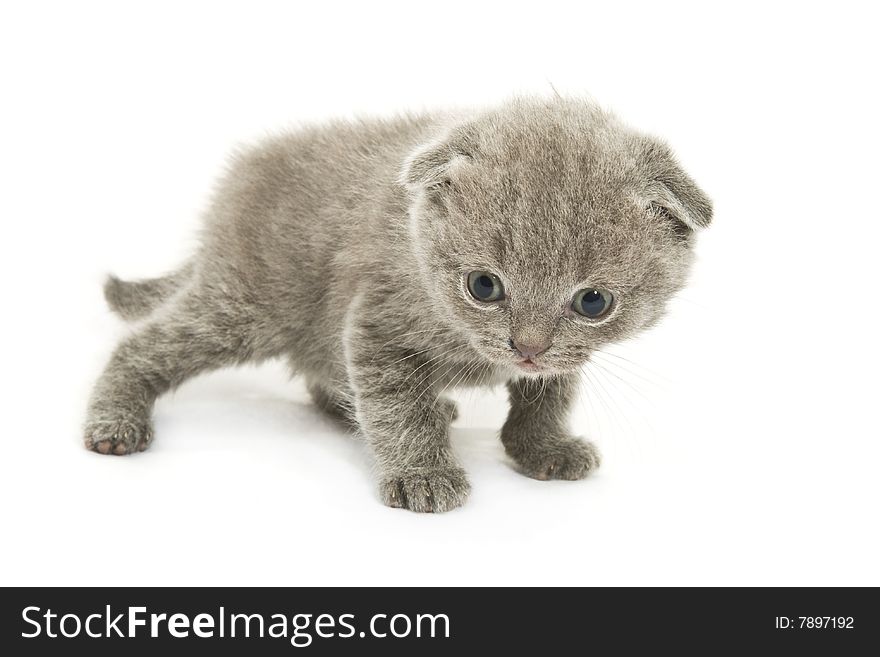 Small funny kitten. Isolated on white background. Small funny kitten. Isolated on white background