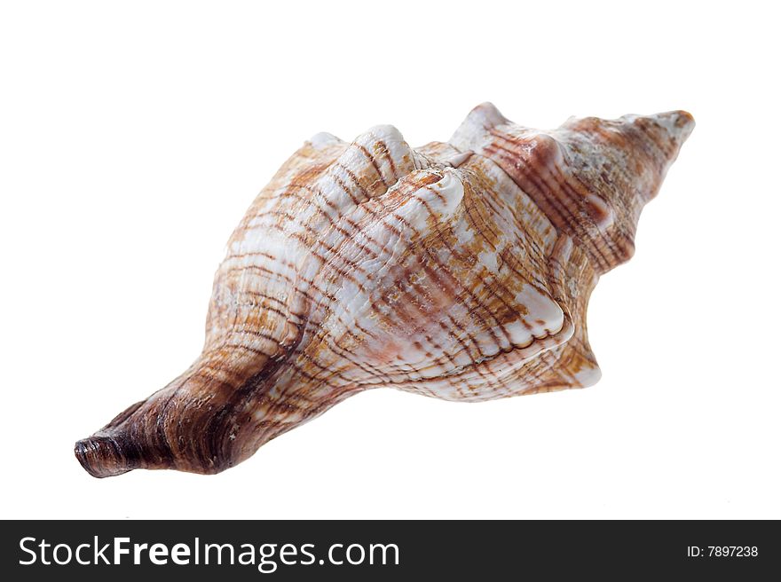 Rare sea shell isolated on white background