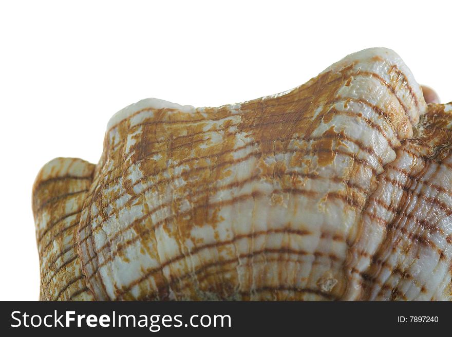 Rare sea shell isolated on white background