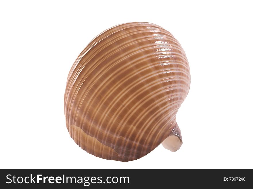 Rare sea shell isolated on white background