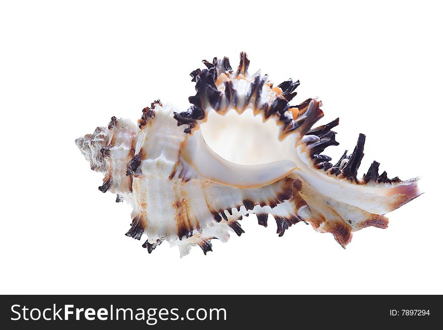 Rare sea shell isolated on white background