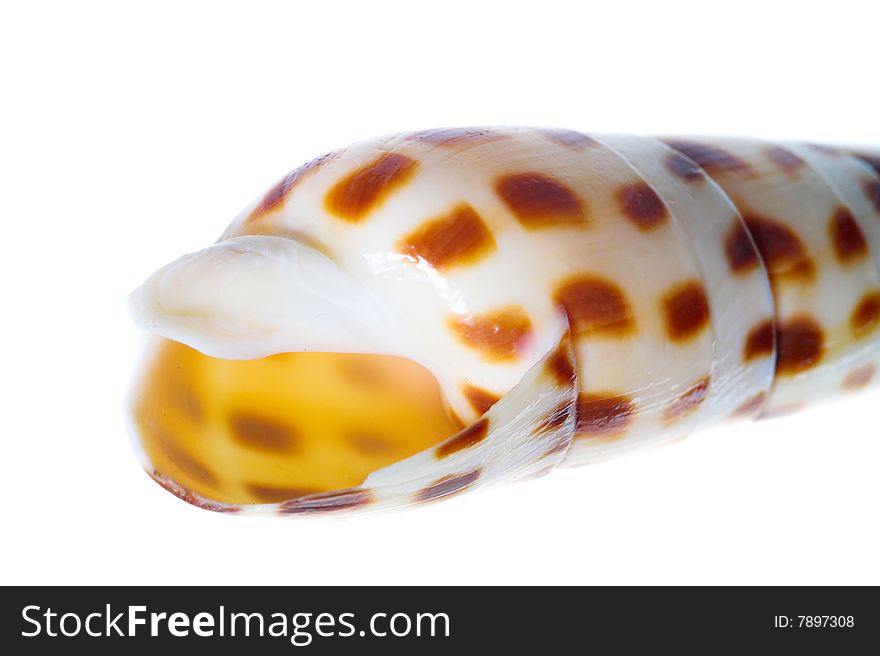 Rare sea shell isolated on white background