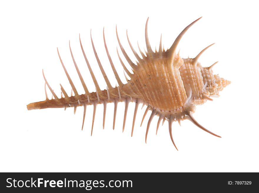 Rare sea shell isolated on white background