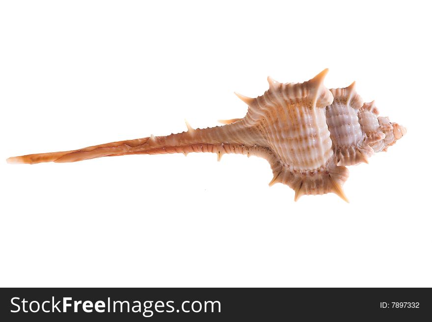 Rare sea shell isolated on white background